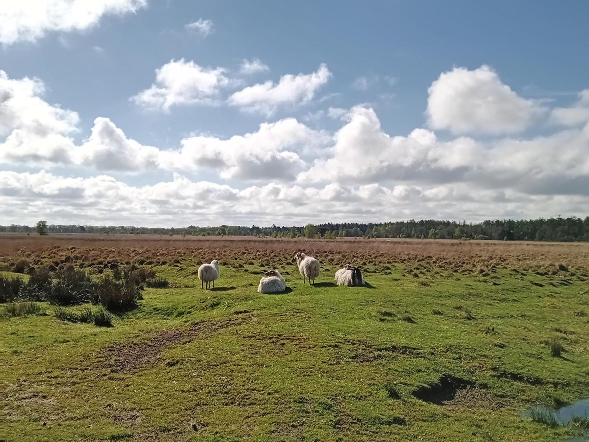 Ruim Huisje Op Een Prachtige Plek Hemrik Exteriör bild